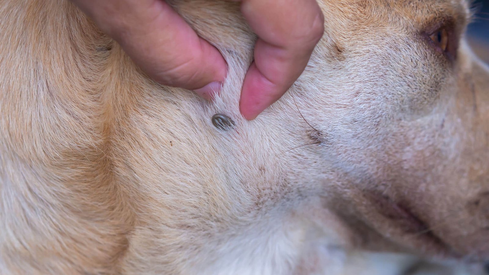 Imagem de como identificar e lidar com parasitas em cães e gatos (pulgas, carrapatos e vermes)