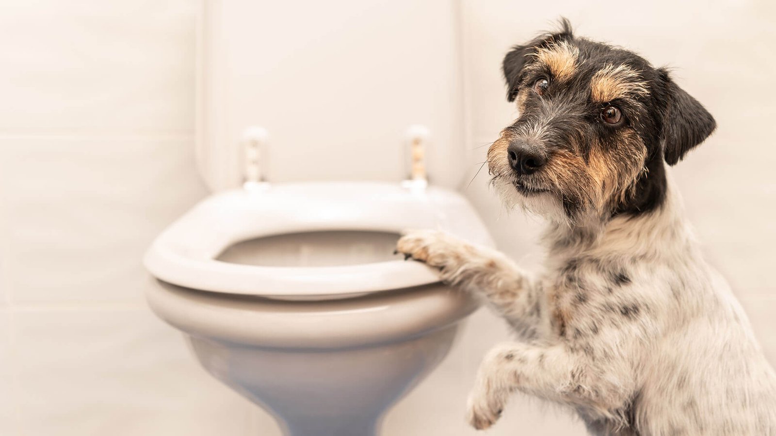 Imagem de como ensinar seu cão a fazer xixi no lugar certo