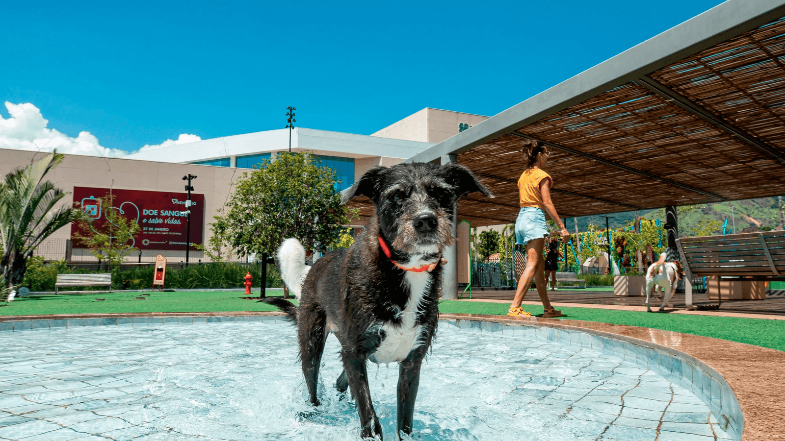 blog 14 11 Lugares Pet Friendly no Rio de Janeiro | Guia Completo 2026
