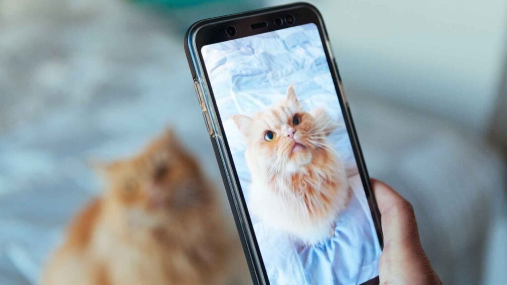 Telemedicina para Gatos Evite o Estresse do Transporte2