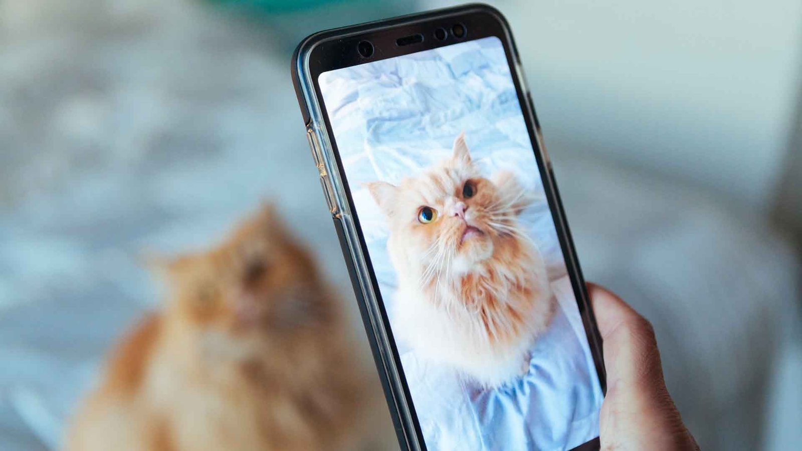 blog 11 Telemedicina para Gatos no Rio de Janeiro: Guia e Benefícios