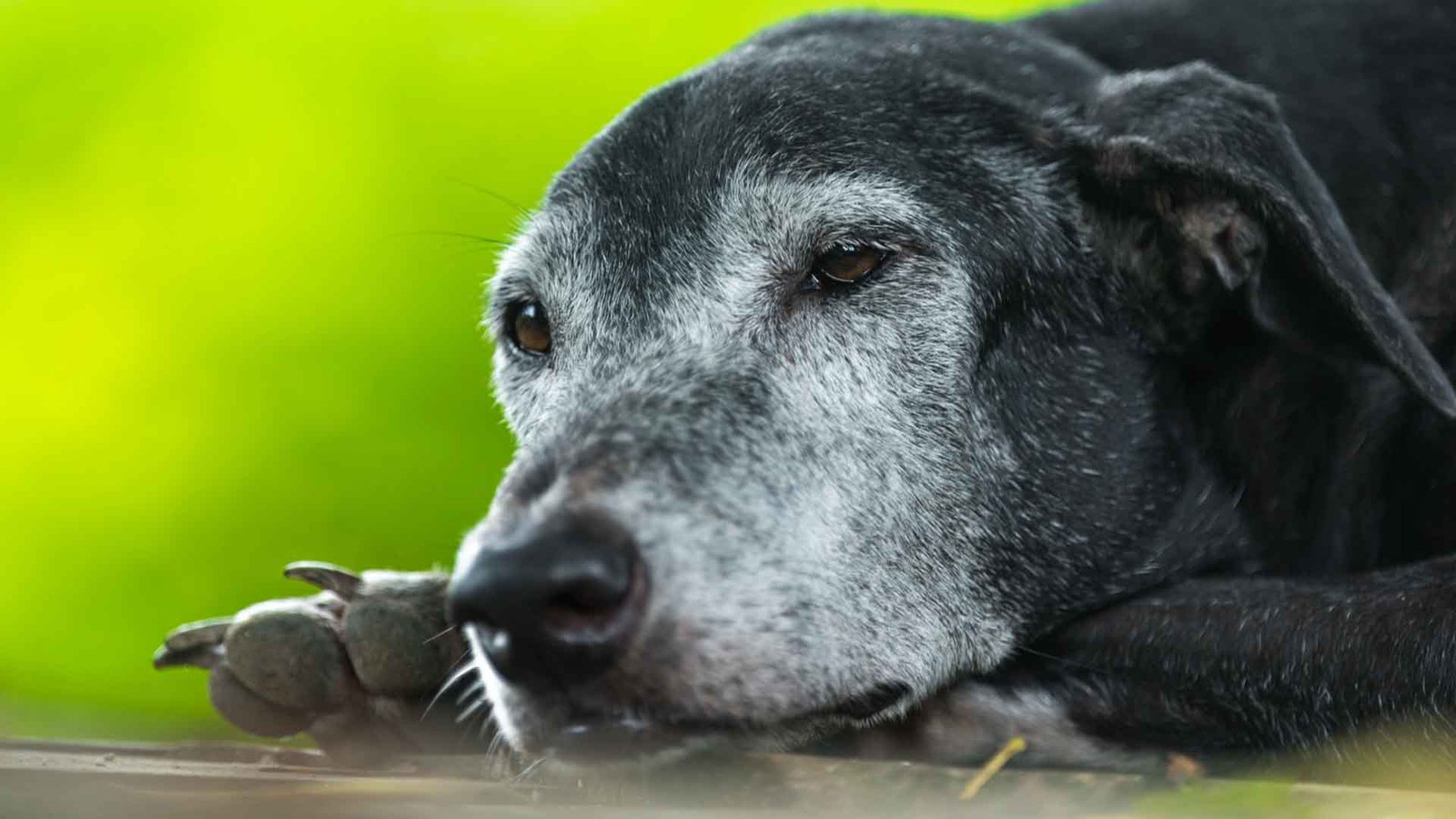 blog 8 Cuidados com Cães Idosos no Rio de Janeiro: Guia para Tutores Cariocas