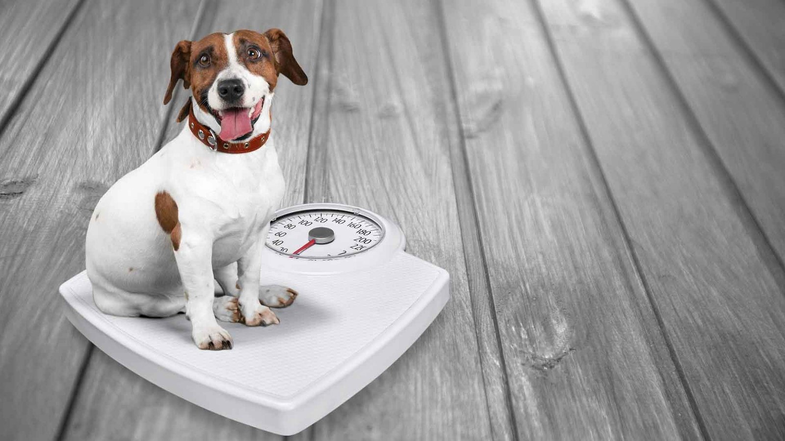 home2026v1 184 Obesidade em Pets no Rio de Janeiro: Guia Essencial para Tutores Cariocas