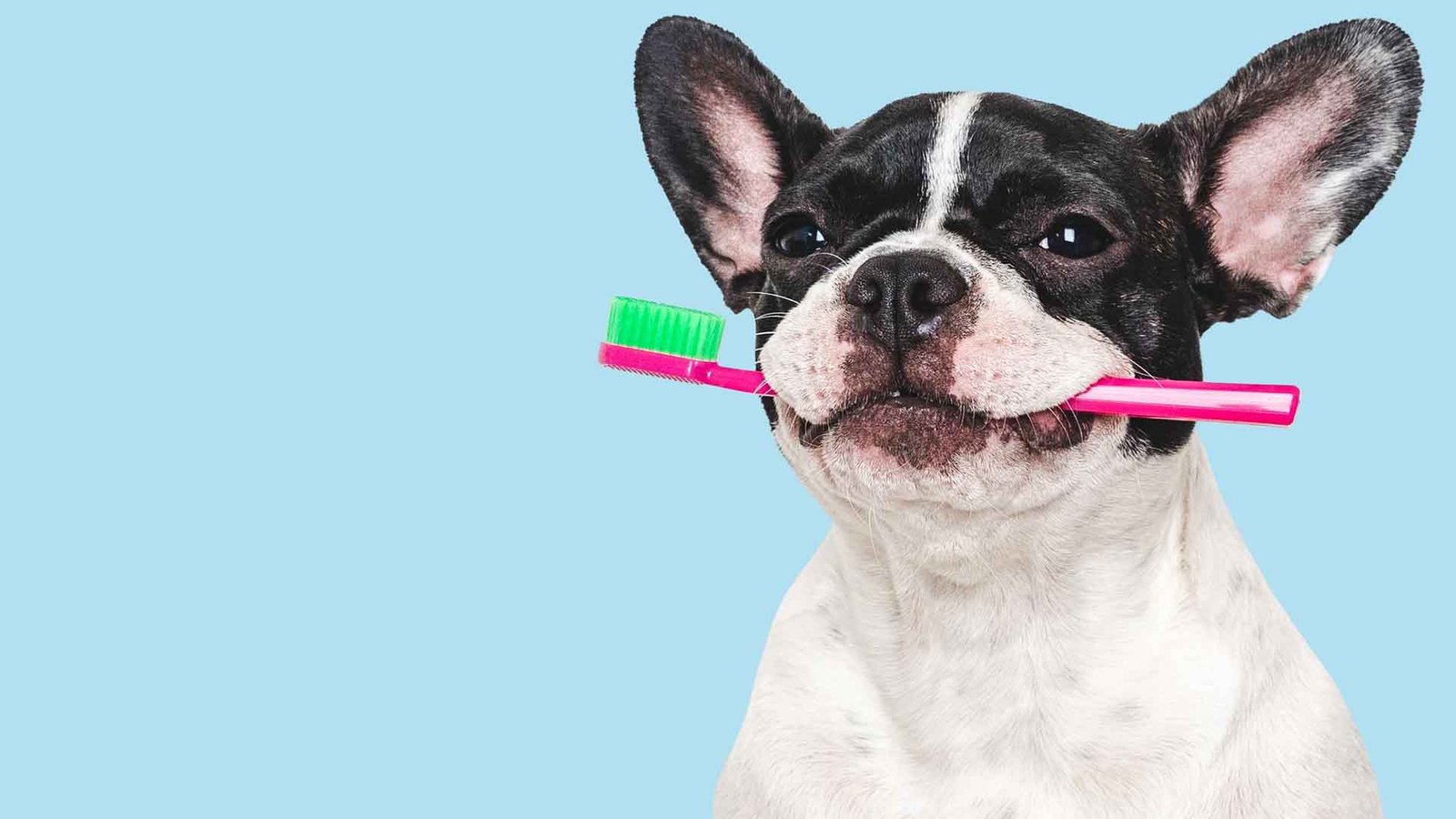 blog 7 Saúde Dental em Pets no Rio de Janeiro: Guia para Tutores Cariocas